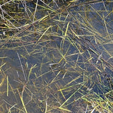 AK-Interactive AK8008 Terrains Still Water - Acrylic 250ml